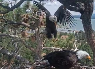 Big Bear Eagles: Meet Katie, the new female eagle spending time with Jackie’s mate Shadow